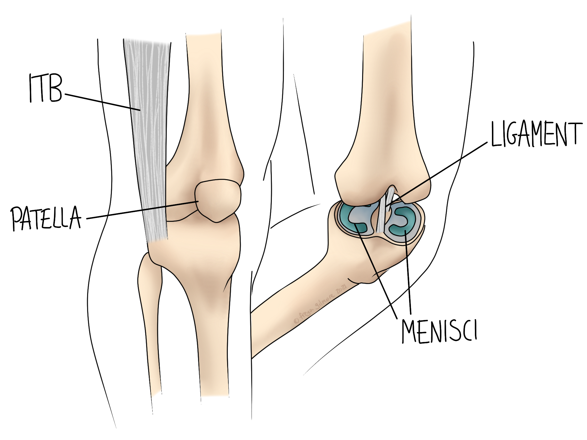 Anatomy of the knee
